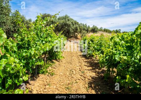 Wunderbarer Blick auf den traditionellen Weinberg, Alentejo Weinstraße, blauer Himmel, Beja, Alentejo, Portugal Stockfoto