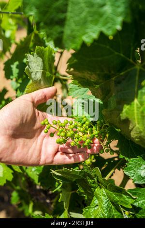 Wunderbarer Blick auf den traditionellen Weinberg, Alentejo Weinstraße, blauer Himmel, Beja, Alentejo, Portugal Stockfoto