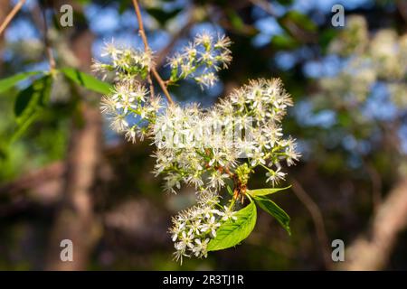 Nahaufnahme eines Zweigs von federweißen Blüten und Knospen auf einem Kirschbaum von Amur Stockfoto
