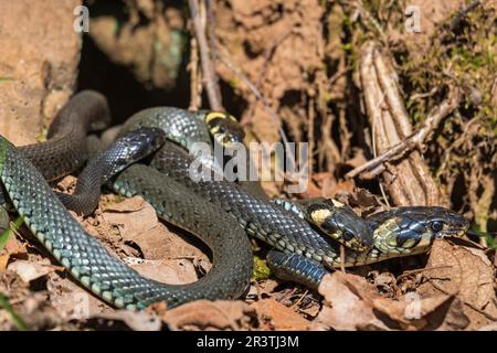 Gruppe mit Grasschlange (Natrix natrix), die im Frühling im Sonnenlicht liegt Stockfoto