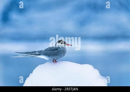 Im Schnee ruhende Seezunge (Sterna paradisaea) in der Arktis, Svalbard, Spitsbergen, Norwegen Stockfoto