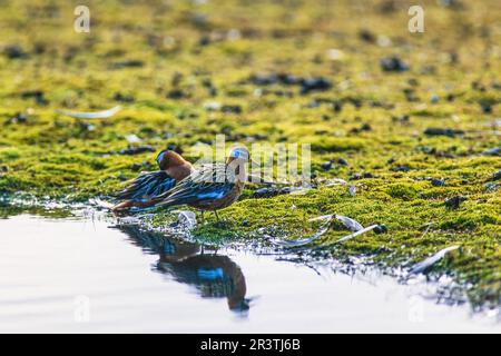 Ein Paar Rothalsvögel (Phalaropus lobatus) an einem Strand in der Arktis, Svalbard, Spitsbergen, Norwegen Stockfoto