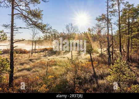 Kiefernwald in einem Sumpf mit Nebel und Sonnenschein im Herbst Stockfoto