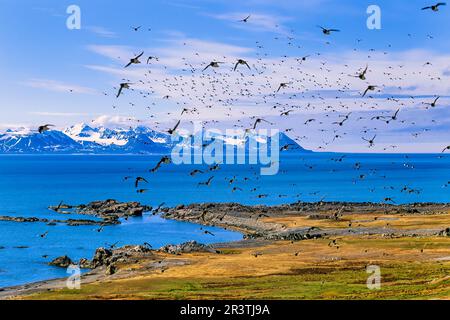 Flock of Little auk (Alle alle) in einer Küstenlandschaft in der Arktis, Svalbard, Spitsbergen, Norwegen Stockfoto