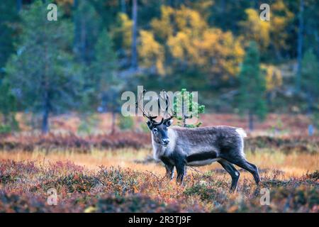 Rentierbullen im Wald mit Herbstfarben in Lappland, Schweden Stockfoto
