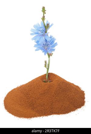 Blüte der Blauen Zichorie und Pulver aus Instant-Zichorie Stockfoto