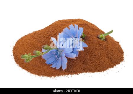 Blüte der Blauen Zichorie und Pulver aus Instant-Zichorie Stockfoto