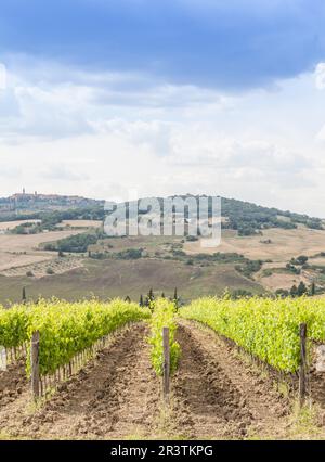 Valle Orcia, Italien. Toskanischer Weideyard in der Frühlingssaison Stockfoto