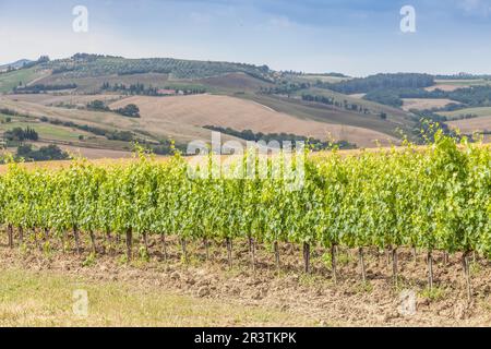 Valle Orcia, Italien. Toskanischer Weideyard in der Frühlingssaison Stockfoto