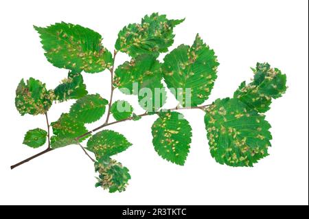 Limonennagelgalle - Eriophyes tiliae Stockfoto