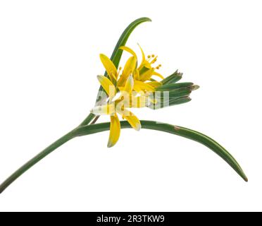 Heilpflanze: Gagea lutea Stockfoto