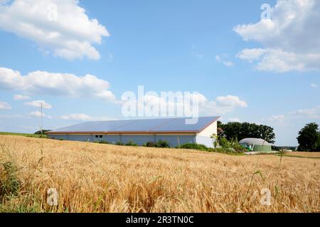 Scheune in einem Weizenfeld mit Sonnenkollektoren auf dem Dach und einer Biogasanlage Stockfoto