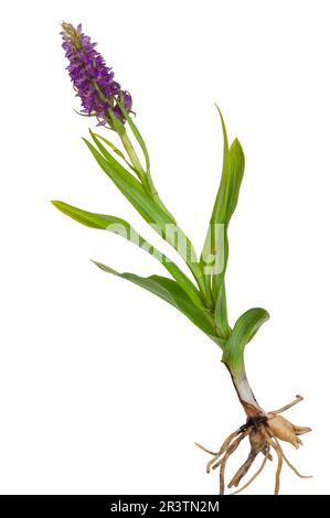 Heilpflanze: Orchidee - Dactylorhiza fushsii Stockfoto