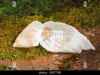 Blumentaube (Davidia involucrata), auf Baumstamm liegend, Nordrhein-Westfalen, Deutschland Stockfoto