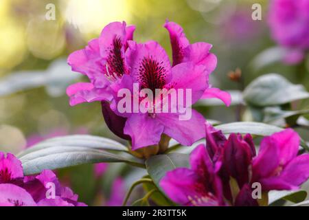 Rhododendron (Rhododendron)-Blumen, Nordrhein-Westfalen Deutschland Stockfoto