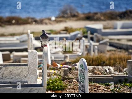 Mahdia, Tunesien, 29. Januar 2023: Taube auf einem Grabstein auf einem arabischen Friedhof Stockfoto