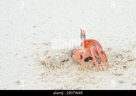 Galapagos-Geisterkrabbe (Ocypode Gaudichaudii), Insel San Cristobal, Galapagos, Ecuador, UNESCO-Weltkulturerbe Stockfoto