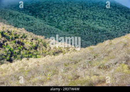 Palo santo (Bursera Graveolens), Rabida Island, Galapagos, Ecuador, UNESCO-Weltkulturerbe Stockfoto