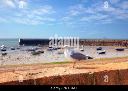 Seagull, Pier, La Rocque, Grouville, Jersey, Vereinigtes Königreich Stockfoto