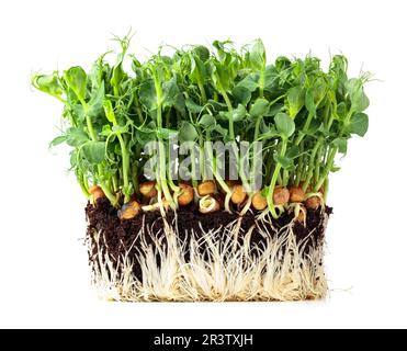 Frische, mikrogrüne Erbsensprossen, isoliert auf weißem Hintergrund. Gesundes Essen. Stockfoto