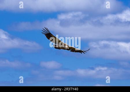 Geier (Gyps fulvus), Hoces del Duraton, Duraton River Gorges, Hoces del Rio Duraton Natural Park, Sepulveda, Segovia Province, Castilla-Leon, Spanien Stockfoto