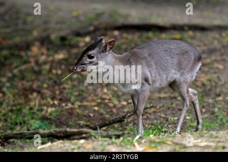 Blauer Duiker (Cephalophus monticola), Erwachsene Frau Stockfoto