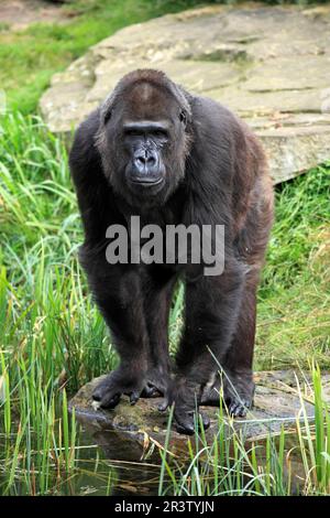 Westlicher Tiefland-Gorilla (Gorilla-Gorilla), westlicher Tiefland-Gorilla, weibliche Erwachsene Stockfoto