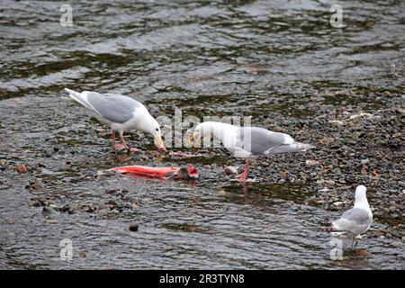 Westliche Möwe (Larus occidentalis), Gruppe von Erwachsenen im Fluss, Brookes River, Katmai Nationalpark, Alaska, USA, Nordamerika Stockfoto