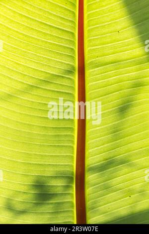 Ensete ventricosum, Banane im Hinterlicht Stockfoto