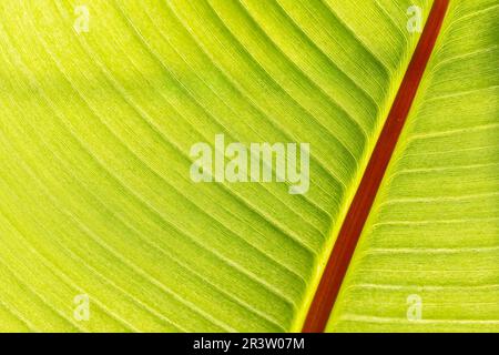 Ensete ventricosum, Banane im Hinterlicht Stockfoto