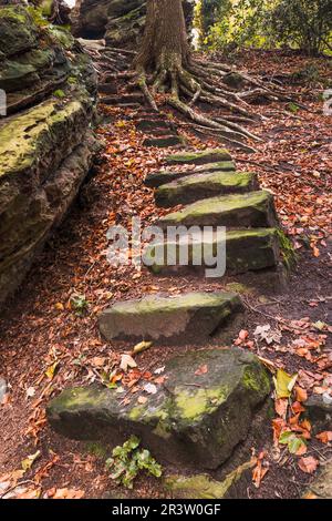 Tecklenburg, Hexenküche, Steintreppen, Baumwurzeln, Nordrhein-Westfalen Stockfoto