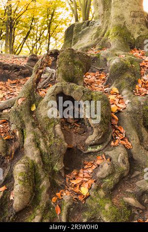 Tecklenburg, Hexenküche, Baumwurzeln, Tecklenburger Land, Nordrhein-Westfalen Stockfoto