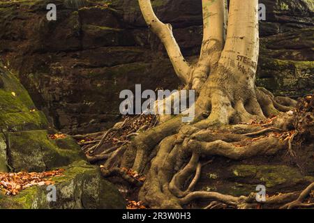 Tecklenburg, Hexenküche, Baumwurzeln, Felsen, Tecklenburger Land, Nordrhein-Westfalen Stockfoto