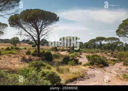 Kiefernwald mit Schirmkiefern (Pinus pinea) im Massiv des Maures im Nordwesten von La Garde-Freinet, Maures, Provence, S. Stockfoto