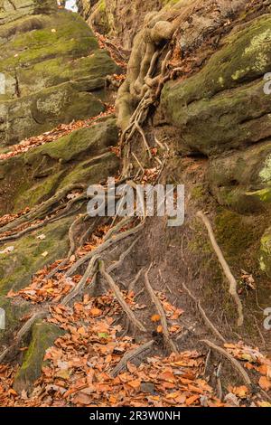 Tecklenburg, Hexenküche, Baumwurzeln, Felsen, Tecklenburger Land, Nordrhein-Westfalen Stockfoto