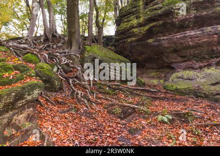 Tecklenburg, Hexenküche, Baumwurzeln, Felsen, Tecklenburger Land, Nordrhein-Westfalen Stockfoto