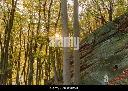 Tecklenburg, Hexenküche, Laubwald mit Felsen, Tecklenburger Land, Nordrhein-Westfalen Stockfoto