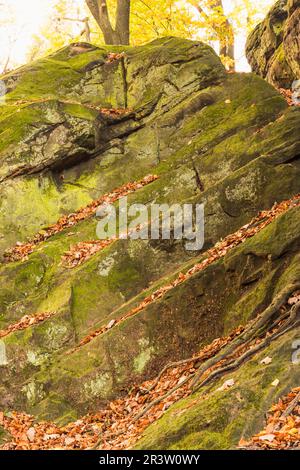 Tecklenburg, Hexenküche, Felsen, Tecklenburger Land, Nordrhein-Westfalen Stockfoto