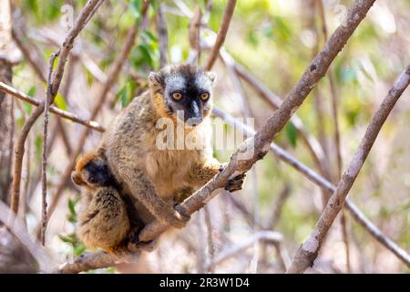 Rote Lemur, Eulemur Rufifrons, Madagaskar Wildtiere. Stockfoto