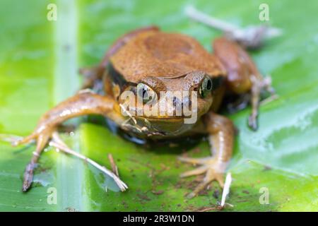 Falscher Tomatenfrosch, Dyskophus Guineti, Madagaskar-Wildtiere Stockfoto