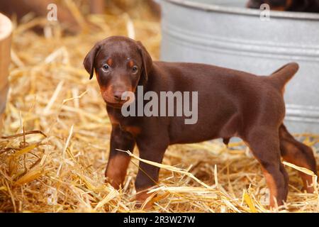 Doberman Pinscher, Welpe, 5 Wochen Stockfoto