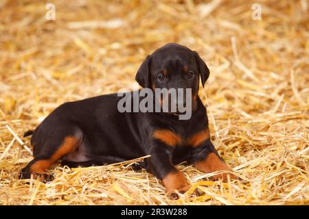 Doberman Pinscher, Welpe, 5 Wochen Stockfoto