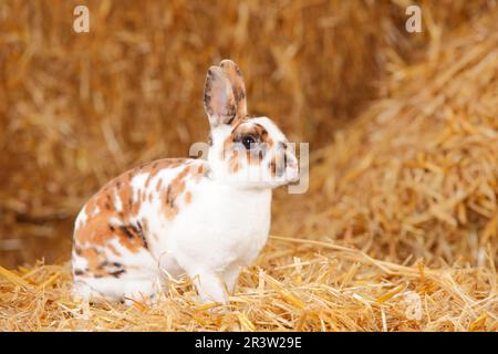 Zwerg Rex Rabbit, Dalmatiner Tricolor, Hauskaninchen, Zwerg Rex Rabbit, Zwerg Rex, Rex Rabbit Stockfoto