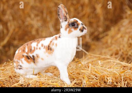 Zwerg Rex Rabbit, Dalmatiner Tricolor, Hauskaninchen, Zwerg Rex Rabbit, Zwerg Rex, Rex Rabbit Stockfoto