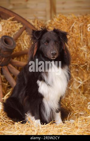 Sheltie, männlich, schwarz-weiß, Shetland Sheepdog, alter Hund Stockfoto