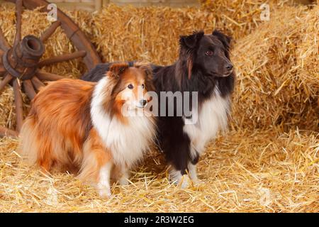 Sheltie, männlich, schwarz-weiß und Zobelweiß, Shetland Sheepdog Stockfoto