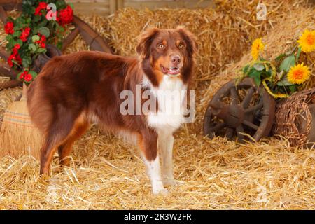 Australian Shepherd, männlich, Red Tri Stockfoto