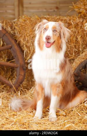 Australischer Hirte, männlich, Rotkäppchen Stockfoto