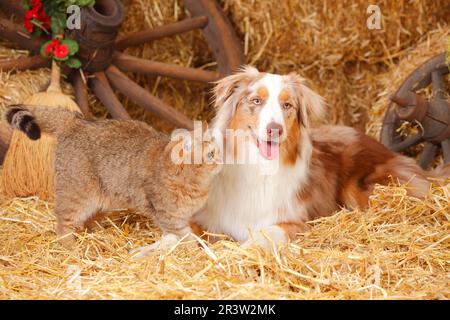 British Shorthair, weiblich, und Australian Shepherd, männlich, Rotkäppchen Stockfoto