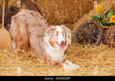 Australischer Hirte, männlich, Rotmerle, verbeugt sich Stockfoto